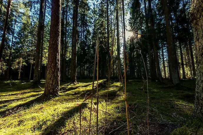 Skog